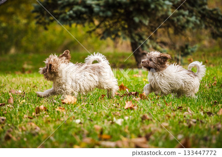 Two playful Havanese puppies running and chasing each other on green grass in an autumn park Two playful Havanese puppies running and chasing each other on green grass in an autumn park 133447772