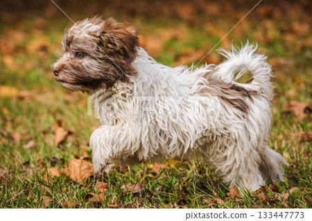 Fluffy Havanese puppy standing alert on green grass among fallen autumn leaves in the park 133447773