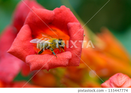 Honey Bee Collecting Nectar Inside a Vibrant Red Flower in Natural Garden Surroundings with Detailed Macro Focus and Soft Background for Nature and Wildlife Themes Honey Bee Collecting Nectar Inside a Vibrant Red Flower in Natural Garden Surroundings with Detailed Macro Focus and Soft Background for Nature and Wildlife Themes 133447774