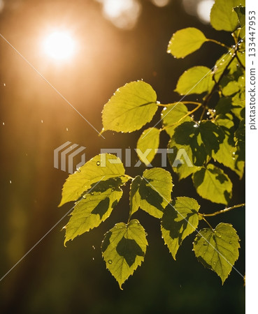 Concept of rain, sun, water and green leaves on a tree. Drops of water shimmer in the backlight. 133447953