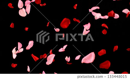 Freeze motion of flying rose petals isolated on black background. 133448015
