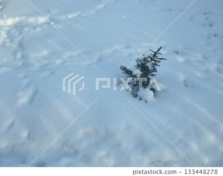Tiny Pine Tree in Winter Snow Tiny Pine Tree in Winter Snow 133448278