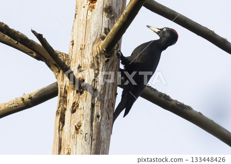 Black woodpecker forages on a tree in a Dutch forest, showcasing its striking plumage and characteristic behavior Black woodpecker forages on a tree in a Dutch forest, showcasing its striking plumage and characteristic behavior 133448426
