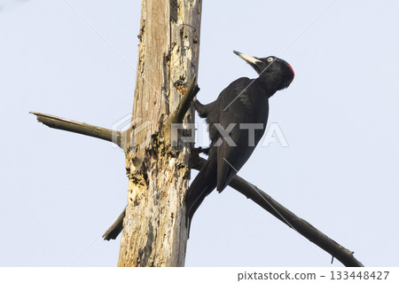 Black woodpecker forages on a tree in a Dutch forest, showcasing its striking plumage and characteristic behavior 133448427