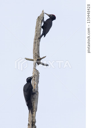 Black woodpeckers in a forest taking advantage of a dead tree in the Netherlands Black woodpeckers in a forest taking advantage of a dead tree in the Netherlands 133448428
