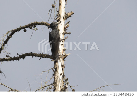 Black woodpecker foraging in a forest in the Netherlands during daylight hours Black woodpecker foraging in a forest in the Netherlands during daylight hours 133448430