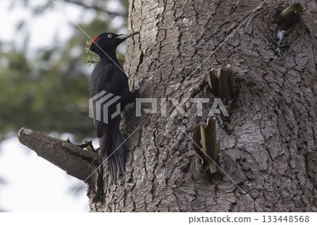 Black woodpecker foraging on a tall tree in serene Dutch forest during daylight 133448568