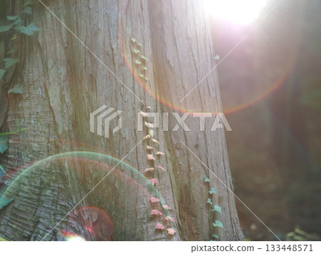 玻璃球中映照的風景 133448571