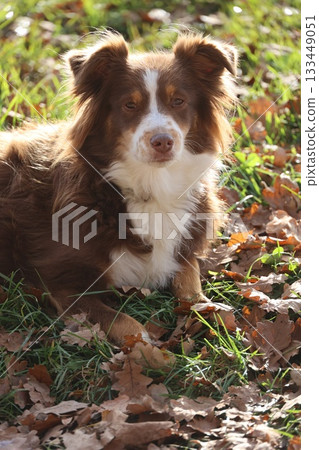 Brown and white dog lying in autumn leaves 133449051