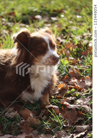 Cute brown and white dog resting on autumn leaves Cute brown and white dog resting on autumn leaves 133449054