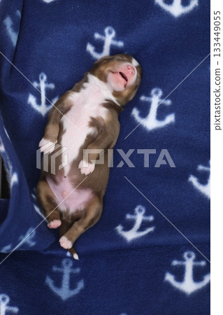 A puppy is sleeping on a blue blanket with an anchor pattern 133449055
