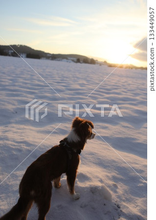 A dog is standing in the snow, looking at the camera 133449057
