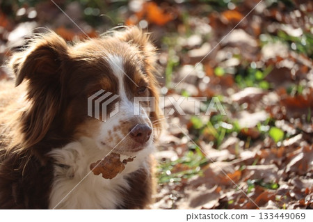 Brown and White Dog Sitting Among Autumn Leaves 133449069