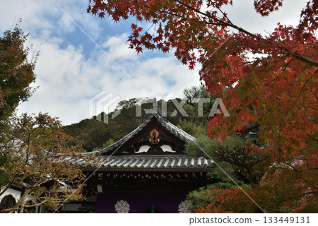 Autumn at Eikando Zenrinji Temple: The main entrance and maple trees (Sakyo Ward, Kyoto City) 133449131