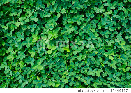 Spring fresh clover as a background. Plants in a meadow. Natural composition. 133449167