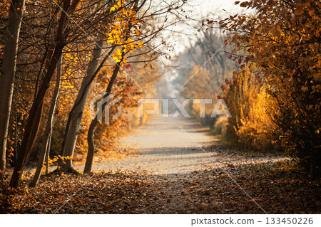 A path through a forest with trees on either side 133450226