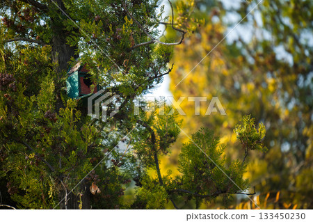 A birdhouse is perched on a tree branch 133450230