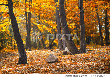 A forest with trees that are covered in orange leaves A forest with trees that are covered in orange leaves 133450238
