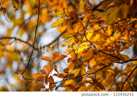 A tree with many leaves that are orange in color A tree with many leaves that are orange in color 133450241