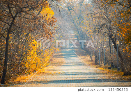 A path through a forest with trees on either side A path through a forest with trees on either side 133450253