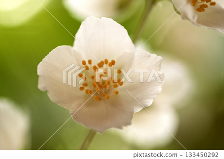 A close up of a white flower with yellow centers A close up of a white flower with yellow centers 133450292