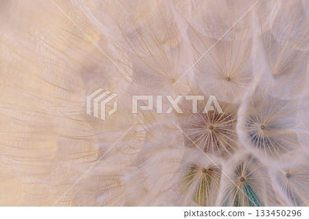 A close up of a flower with a lot of detail, including the petals and the stem 133450296