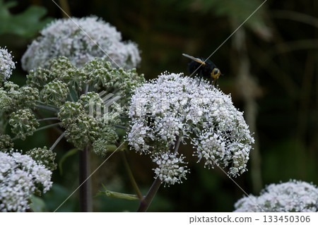 Angelica Flower on Stem Angelica Flower on Stem 133450306