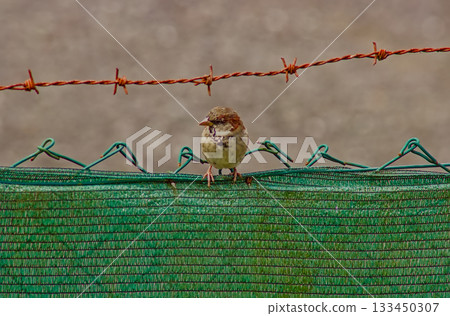 Single Sparrow on Garden Wire Single Sparrow on Garden Wire 133450307
