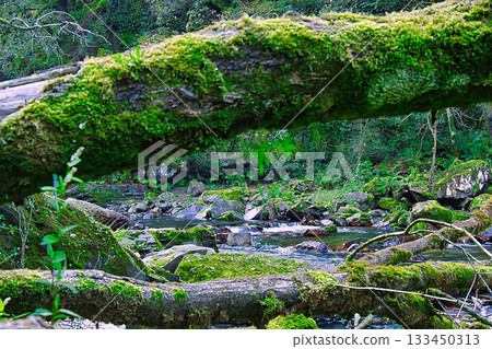 Peaceful Forest Stream 133450313