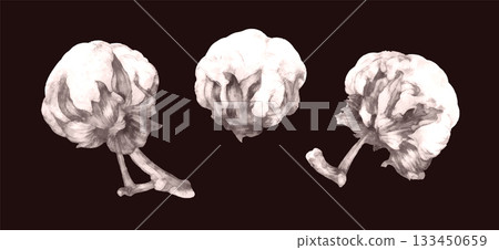 Realistic Watercolor Cotton Flowers with Soft Fluffy Bolls on Dark Black Background 133450659