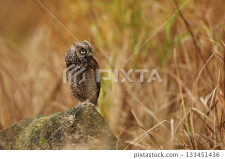 Otus scops. The wild nature of Bulgaria. Free nature. A beautiful picture of nature. Rhodopes. A little bird, owl close-up. Otus scops. The wild nature of Bulgaria. Free nature. A beautiful picture of nature. Rhodopes. A little bird, owl close-up. 133451436