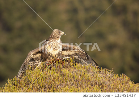 Common buzzard (Buteo buteo) with pheasant prey ion blueberry bush in autumn day.. Wildlife scene from Czech republic 133451437