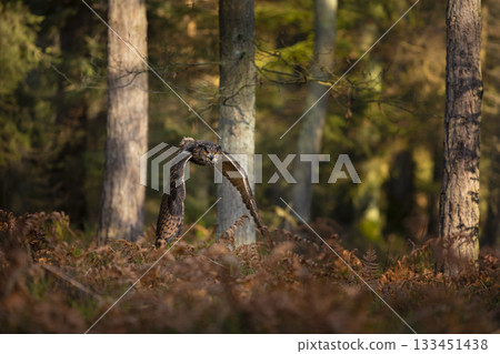 Flying Eurasian Eagle Owl, Bubo bubo, with open wings in autumn forest habitat. Bird flight. Flying Eurasian Eagle Owl, Bubo bubo, with open wings in autumn forest habitat. Bird flight. 133451438