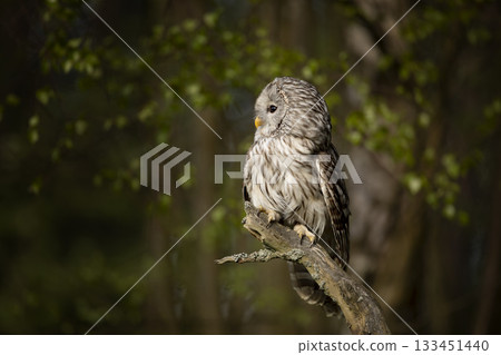 Ural Owl, Strix uralensis, sitting on tree branch, in green forest, Wildlife scene from nature. Owl in the forest habitat, Sumava NP, Czech Republic Ural Owl, Strix uralensis, sitting on tree branch, in green forest, Wildlife scene from nature. Owl in the forest habitat, Sumava NP, Czech Republic 133451440