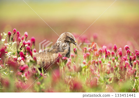 Bird of prey Common Buzzard, Buteo buteo, sitting in clover field. Bird hidden in the meadow with clover. 133451441