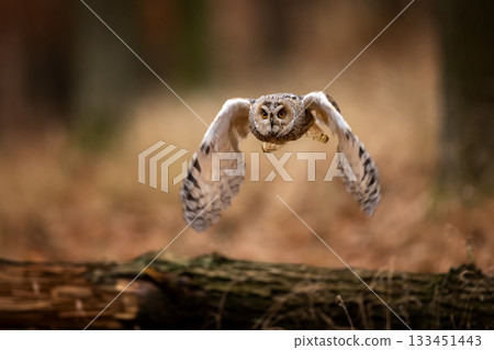 Asio otus, Long-eared Owl flying in dried vegetation in autumn forest during sunset. Wildlife scene from the nature habitat. Asio otus, Long-eared Owl flying in dried vegetation in autumn forest during sunset. Wildlife scene from the nature habitat. 133451443