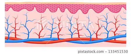 A close up of a red and blue vein 133451530