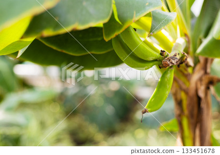Close-up of Unripe Bananas on a Tree in Natural Light 133451678
