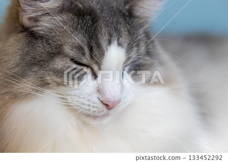 Fluffy cat sleeping soundly 133452292