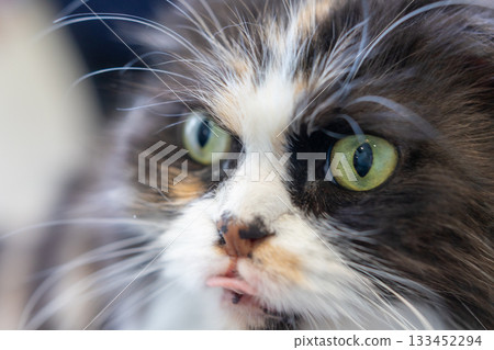 貓伸出舌頭 133452294