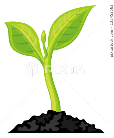 A small green plant is growing in the dirt 133452562