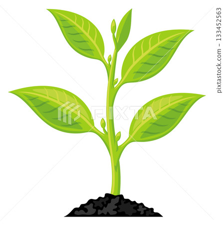 A green plant with a stem and leaves is growing in the dirt 133452563