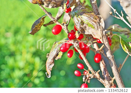 Red Cornus japonica fruit (autumn, November) 133452612