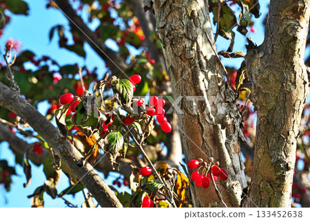 紅瑞木果實(秋季,11月) 紅瑞木果實(秋季,11月) 133452638