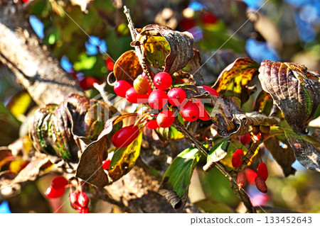 紅瑞木果實（秋季，11月） 133452643