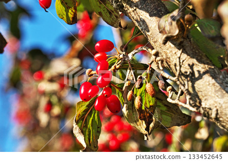 Red Cornus japonica fruit (autumn, November) Red Cornus japonica fruit (autumn, November) 133452645
