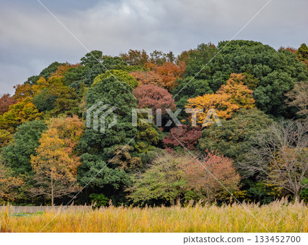秋日公園景色,色彩繽紛的樹木(千葉縣松戶市21世紀森林廣場) 秋日公園景色,色彩繽紛的樹木(千葉縣松戶市21世紀森林廣場) 133452700