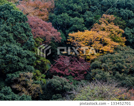 秋日公園景色，色彩繽紛的樹木（千葉縣松戶市21世紀森林廣場） 133452701