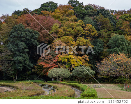 Autumn park scenery with colorful trees (21st Century Forest and Square, Matsudo City, Chiba Prefecture) Autumn park scenery with colorful trees (21st Century Forest and Square, Matsudo City, Chiba Prefecture) 133452702