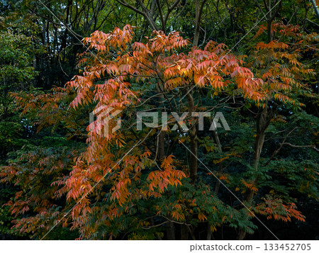 秋日公園景色,色彩繽紛的樹木(千葉縣松戶市21世紀森林廣場) 秋日公園景色,色彩繽紛的樹木(千葉縣松戶市21世紀森林廣場) 133452705